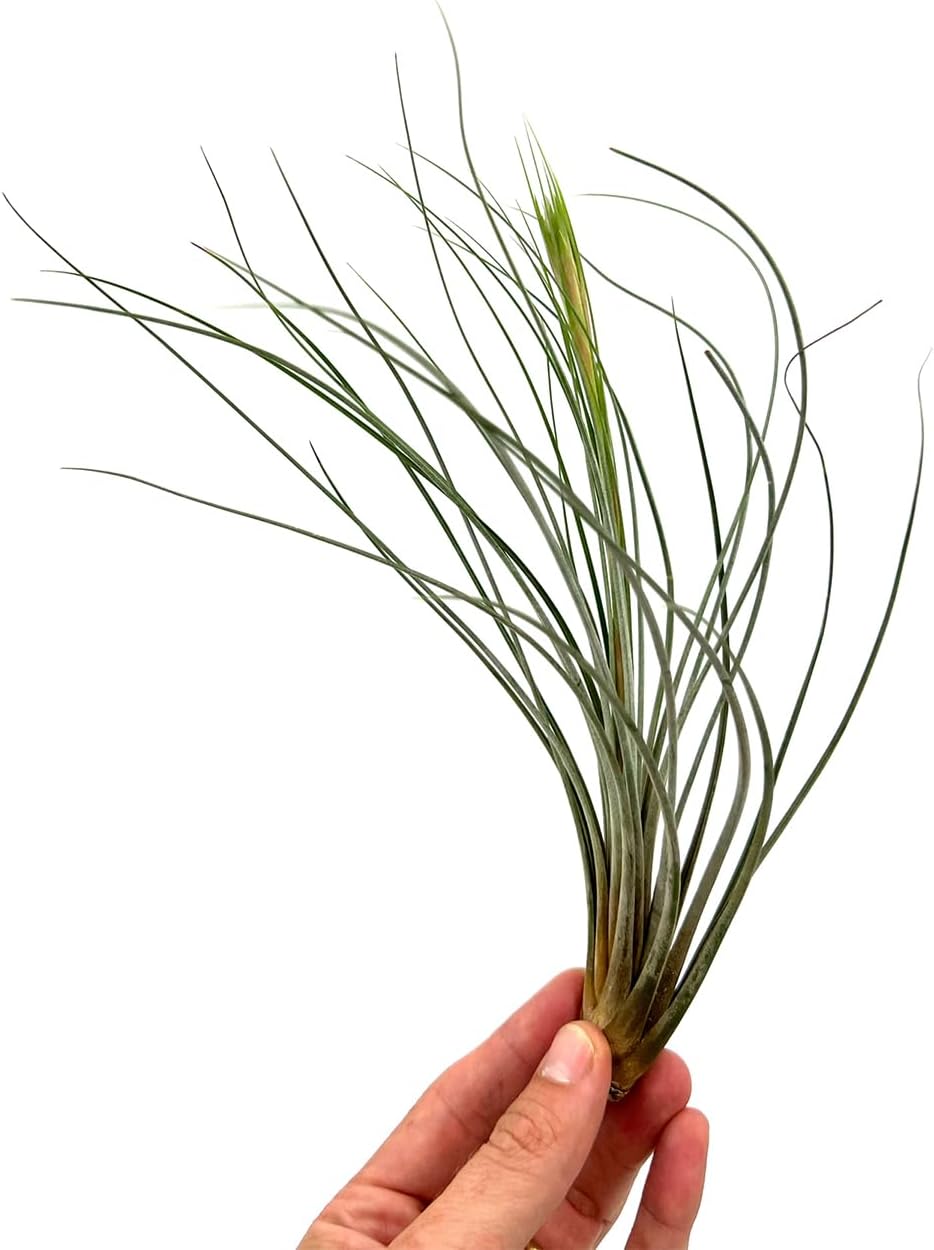 Air Plants Bulk - Tillandsia Juncea Wholesale, Jumbo 8-12" - 30ct - Live Arrival Guaranteed - House Plants for Home Decor & Gift