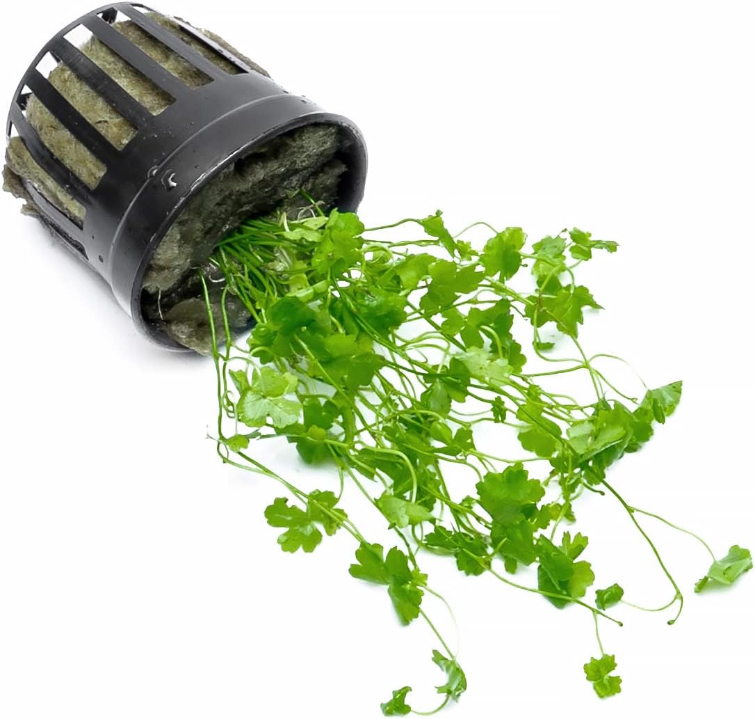 Live Aquarium Stem Plants - Freshwater Aquatic Plant for Fish Tanks, Aquascaping - (Diamond Ludwigia Peruensis, 1 Bunch)