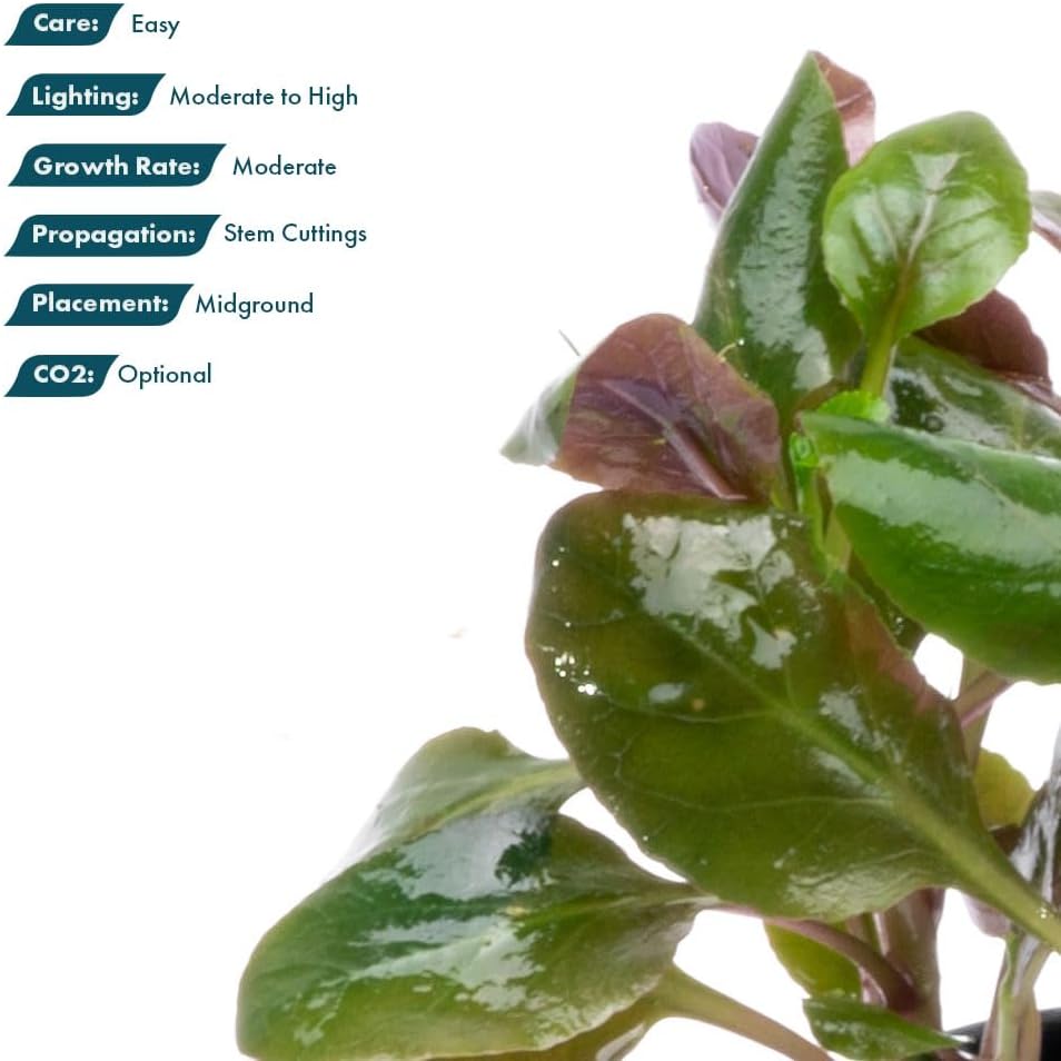 Live Plants - Cardinal Flower (Lobelia cardinalis) - Moderate to High Light Aquarium Display, Bright Green Accent, Midground Placement for Aquascaping, Stem Aquatic Plant - Pot