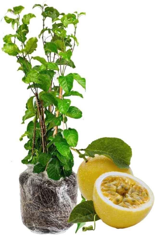 Passion Fruit Tree Live Plant, Passionfruit Vine Plant, 5 to 7 Inc in Height, Passionfruit Plant Live Planting (Yellow)