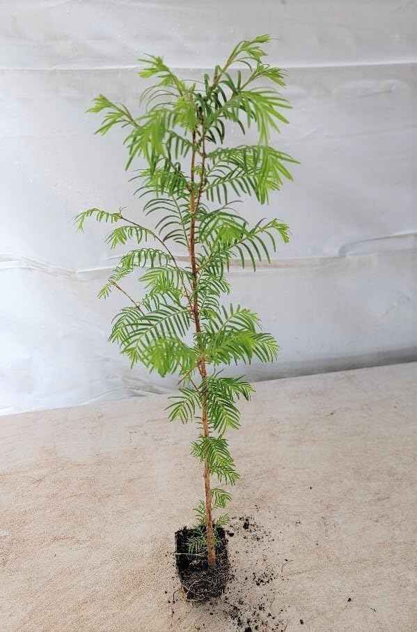 Live Plant - (3) - Dawn Redwood Tree - Metasequoia - Starter Plants - (3 Live Plants)