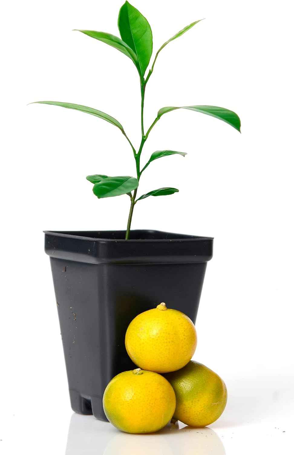 Calamondin Orange Tree Starter Plant. Citrus mitis. 3'' - 5''