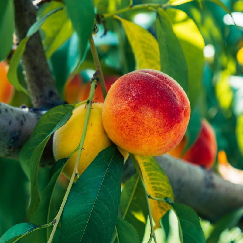 1 Year Old Red Peach Seedling Tree Live Plant, 6 to 12 Inches in Tall, Winter Hardy for Gardening Outdoor, Dormant, No Leaf, No CA