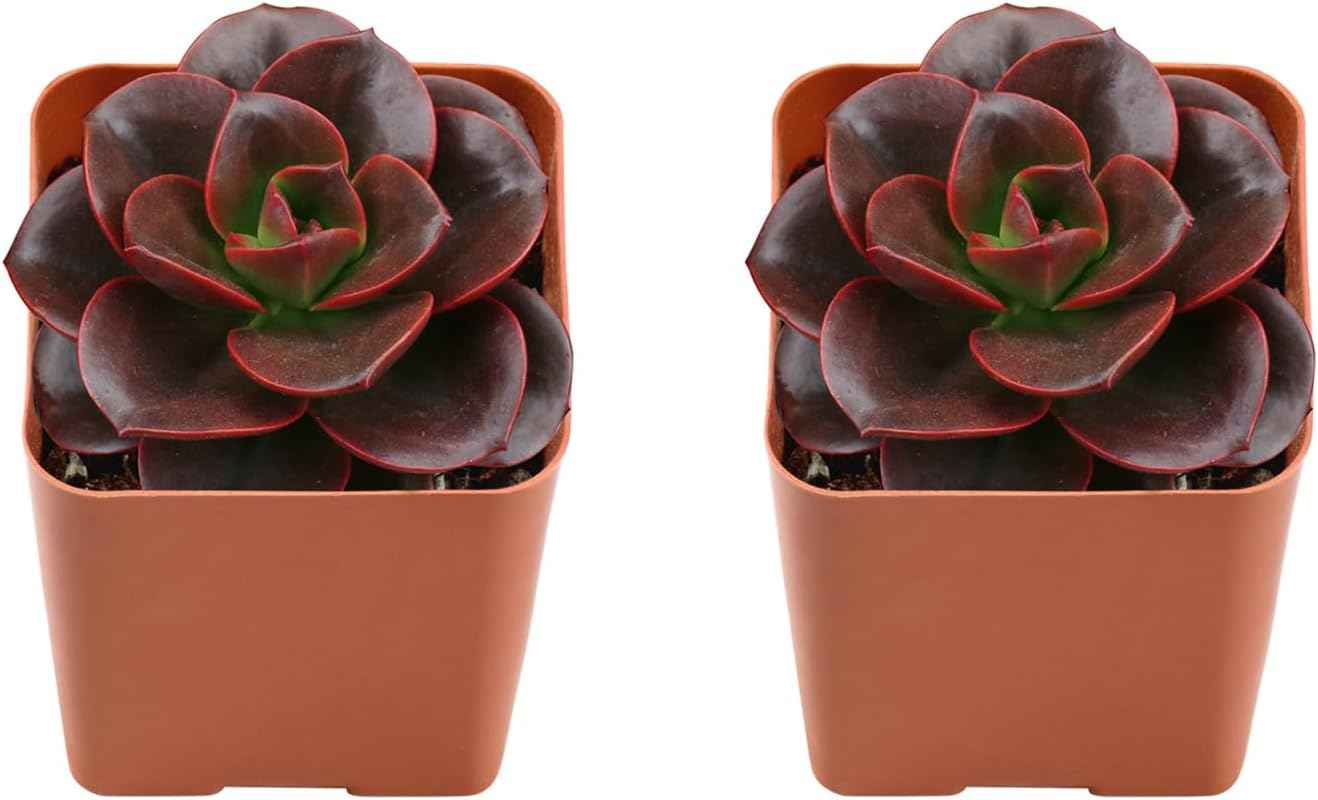 Succulents Set, 2 Pack Echeveria Melaco, Live Succulents Fully Rooted, Approx 2-inch Large, Unique Gift