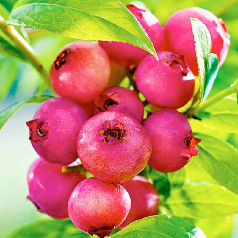 2 Pink Lemonade Blueberry Bush Live Plant, Blueberry Plants Live for Planting 5 to 8 Inch Tall, Sweet Blueberries Fruit Seedlings