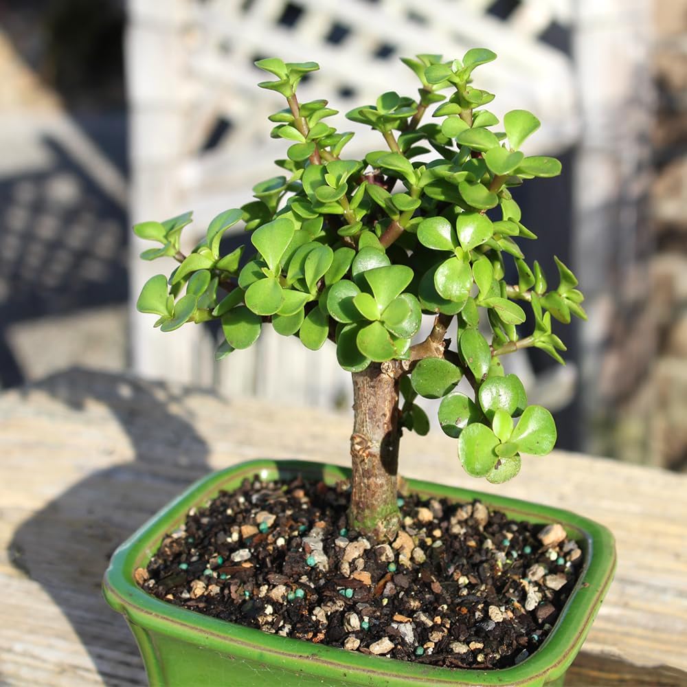 Brussel's Bonsai - Live Dwarf Jade Bonsai Tree in a Ceramic Bonsai Pot, Indoor Succulent Houseplant, 3 Years Old, 5-8 Inches Tall, Easy Care Plant for Home or Office (Small)