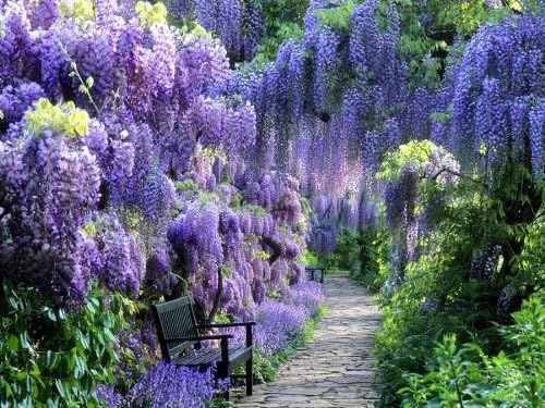 Blue Moon Wisteria Vine - Fragrant Foot Long Flowers - ATTRACTS Hummingbirds - 2 - Year Live Plant