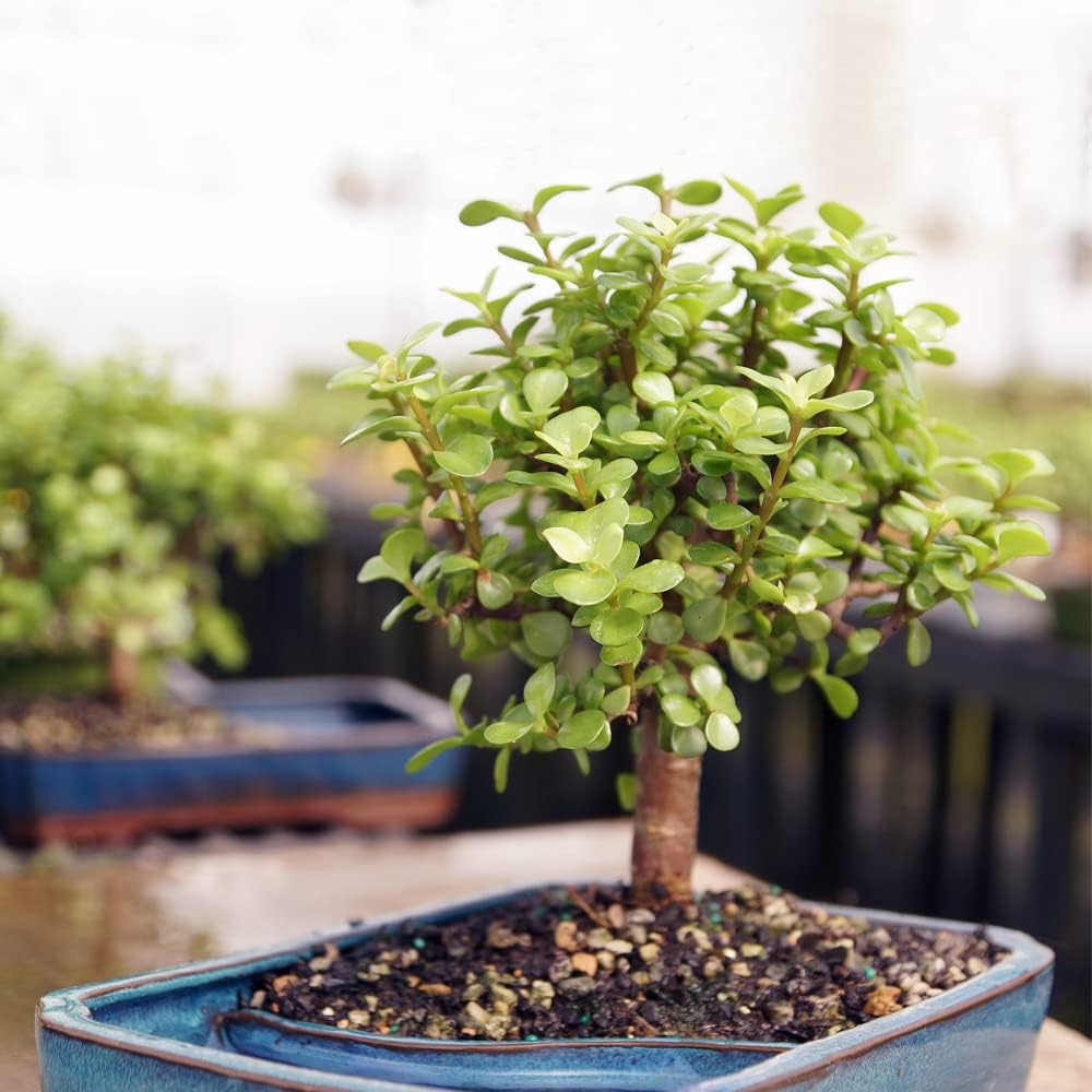 Brussel's Bonsai Live Dwarf Jade Bonsai Tree - Medium