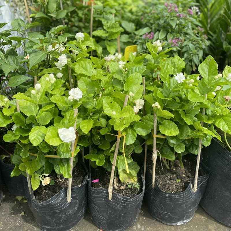 White Maid of Orleans Jasmine Plant Live, 4-7 Inch Fragrant Jasmine Flower Plants Indoor Outdoor Live for Planting, Well Rooted, No Pot