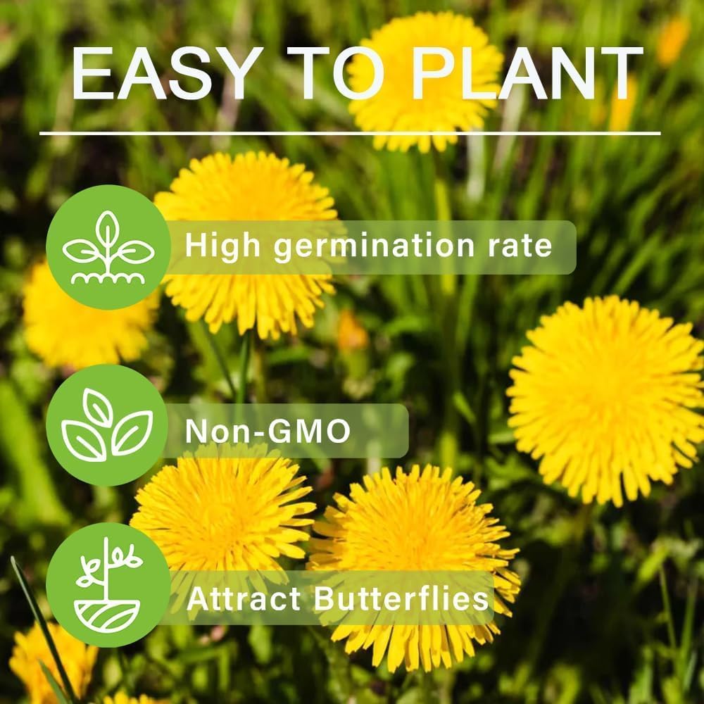 10,000+ Dandelion Seeds for Planting – Heirloom Non-GMO Taraxacum officinale, Edible Herb Seeds for Garden, Medicinal Use, Salads and Wildlife Support