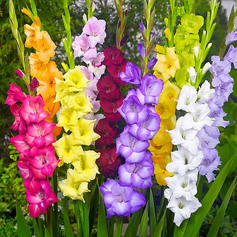 Complete Flower Bulb Garden - 75 Bulbs for 50 Days of Continuous Blooms (Summer Color from July Through October) - Easy to Grow Summer Planting Bulbs by Willard & May