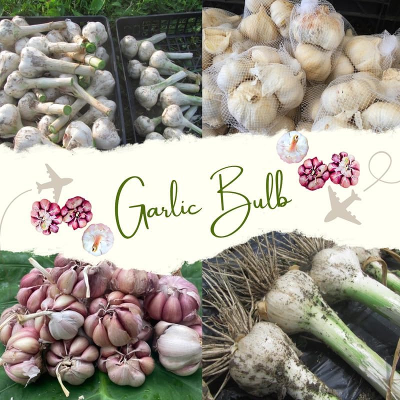 1 Pound Garlic for Planting in Fall Hardneck, 8 Purple Garlic Bulbs for Planting, Fresh and High Yield Bulb Variety Pack, Hardy and Fast Growing