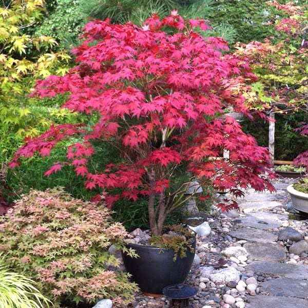 Brighter Blooms - Bloodgood Japanese Maple Tree, 3-4 ft. - No Shipping to AK, AZ, HI