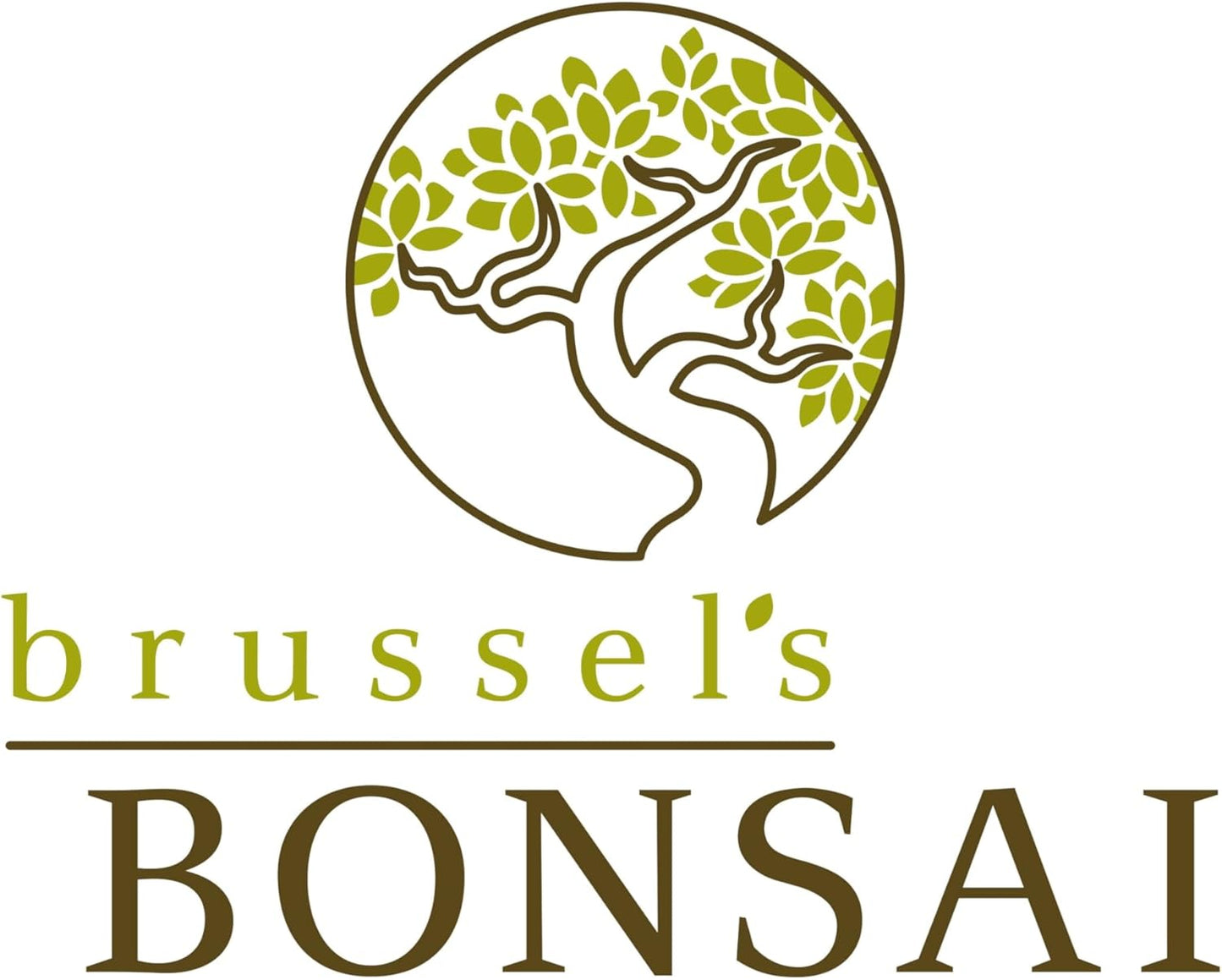 Brussel's Bonsai Live Ginseng Grafted Ficus Indoor Bonsai Tree - Medium, 6 Year, 8 to 12 In - Live Bonsai Tree in Ceramic Bonsai Pot and Humidity Tray