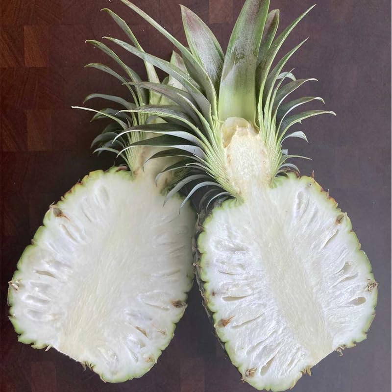 Pack 2 White Jade Pineapple Plants Live, Tropical Fruit for Spring Plant, Well-Rooted 4 to 8 Inch Tall for Planting Outdoor Full Sun