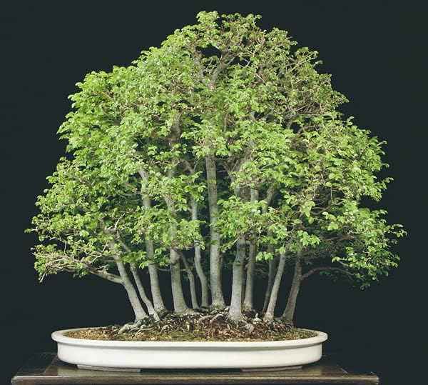 Seiju Dwarf Chinese Elm - Ulmus parvifolia - 2.5" Pot - Fairy Garden/Bonsai