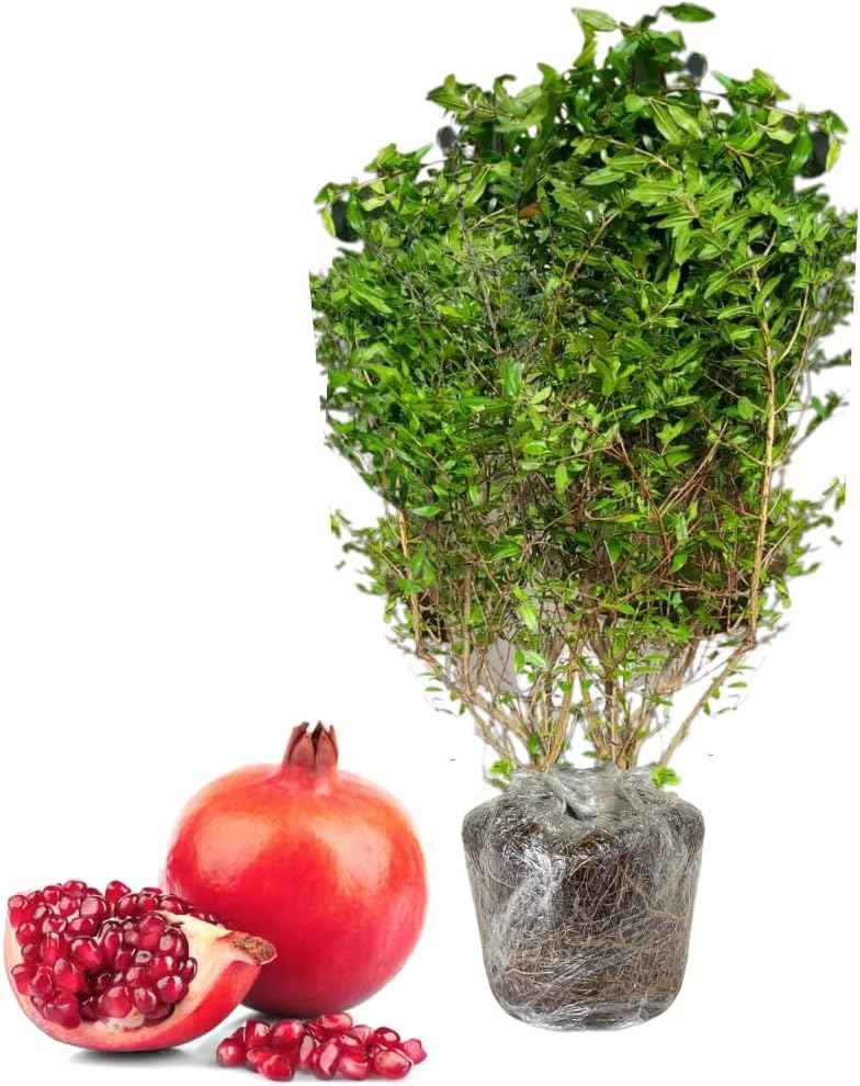 Sweet Pomegranate Tree Live Plant, 10-12" Tall, Wonderful Pomegranate Tree, Zone 8 to 11, Well Rooted