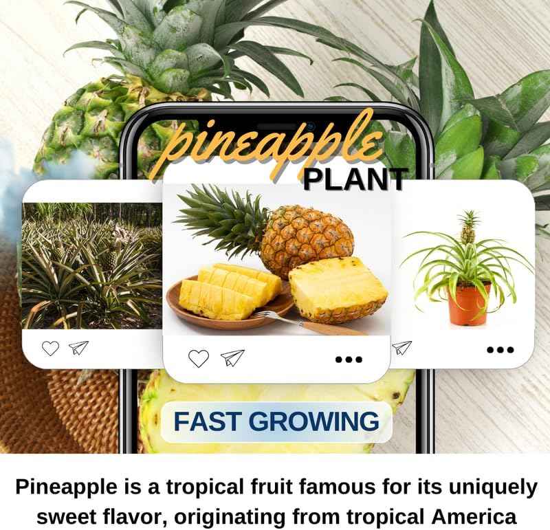 Pack 2 White Jade Pineapple Plants Live, Tropical Fruit for Spring Plant, Well-Rooted 4 to 8 Inch Tall for Planting Outdoor Full Sun