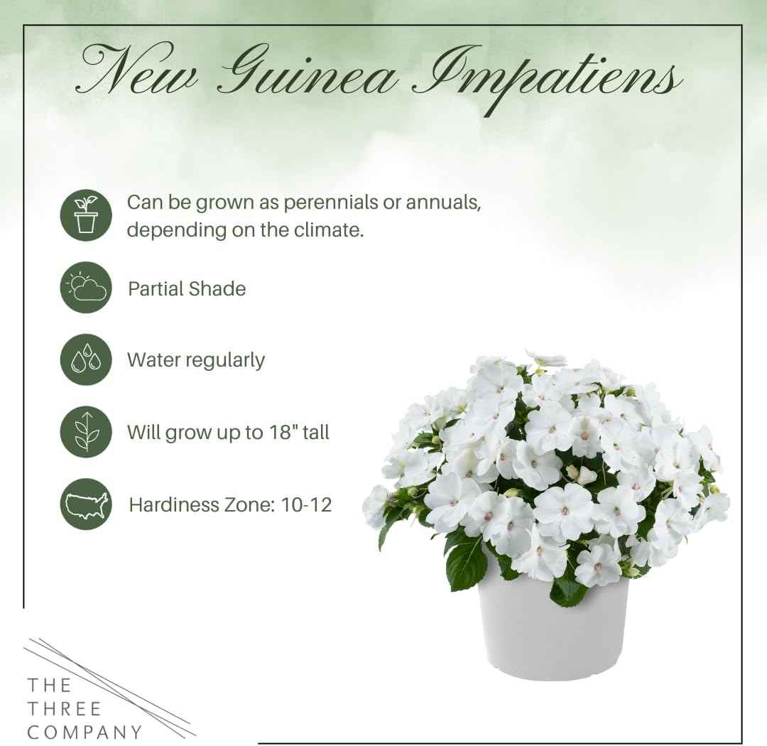 Live Flowering New Guinea Impatiens - White (3 Plants Per Pack) - Beautiful Shade Flowers - 12" Tall by 5" Wide in 1 Qt Pot