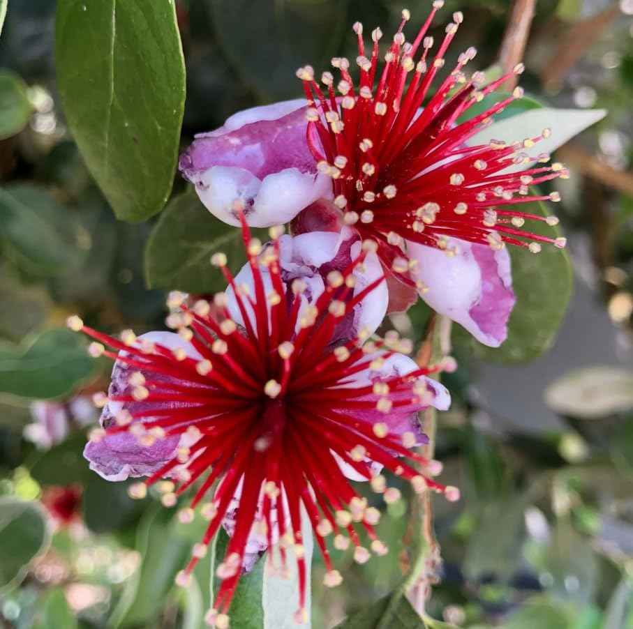Pineapple Guava Tree Live Plant, Sweet Guavas Plant Tropical Fruit Tree 4-6 Inch Tall