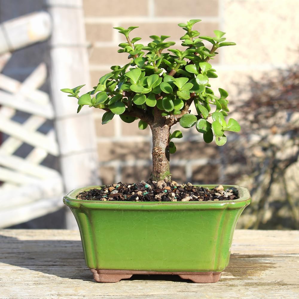 Brussel's Bonsai - Live Dwarf Jade Bonsai Tree in a Ceramic Bonsai Pot, Indoor Succulent Houseplant, 3 Years Old, 5-8 Inches Tall, Easy Care Plant for Home or Office (Small)