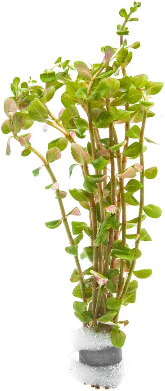 Live Aquarium Stem Plants - Freshwater Aquatic Plant for Fish Tanks, Aquascaping - (Rotala H'Ra, 1 Bunch)