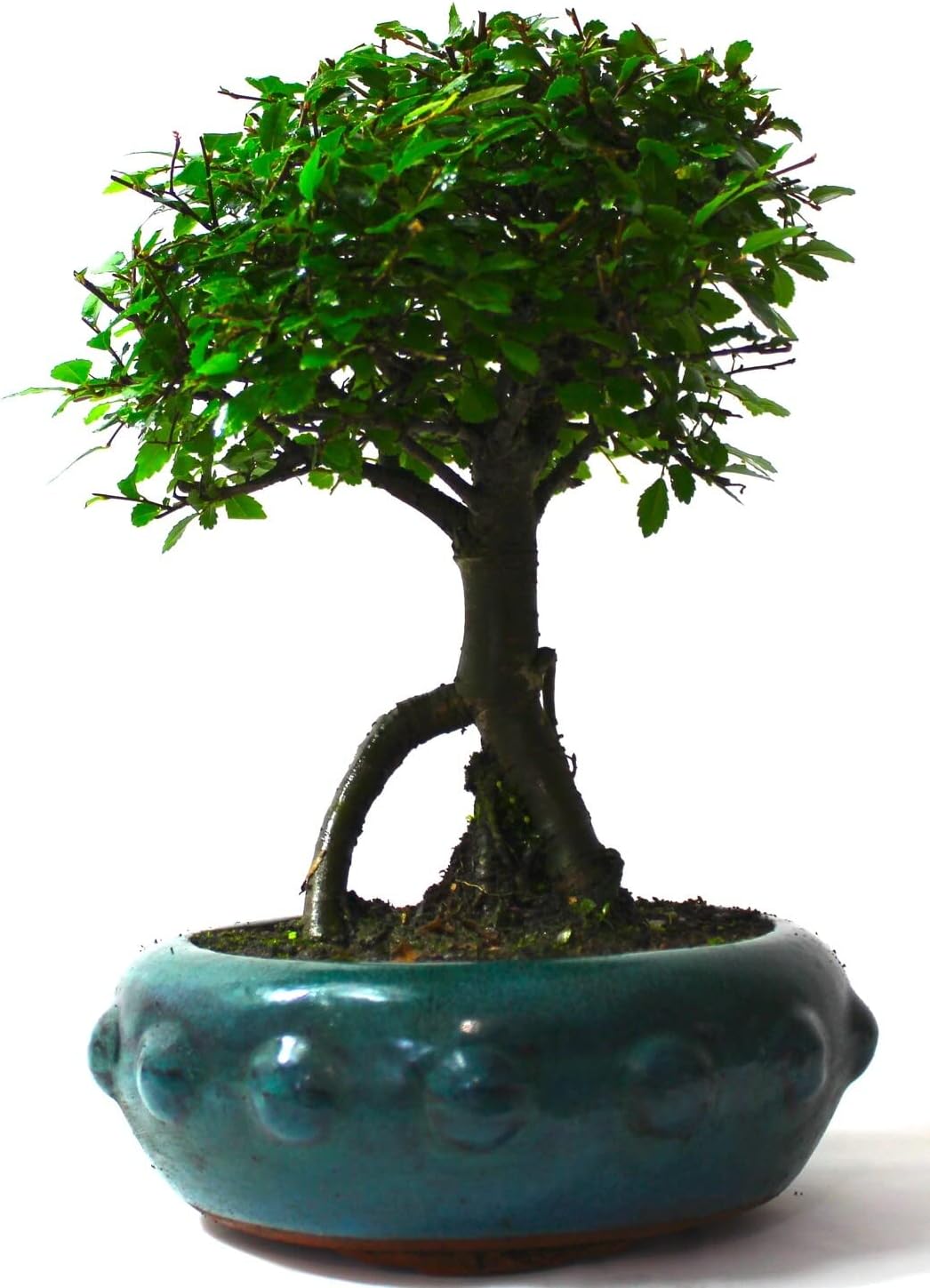 Seiju Dwarf Chinese Elm - Ulmus parvifolia - 2.5" Pot - Fairy Garden/Bonsai