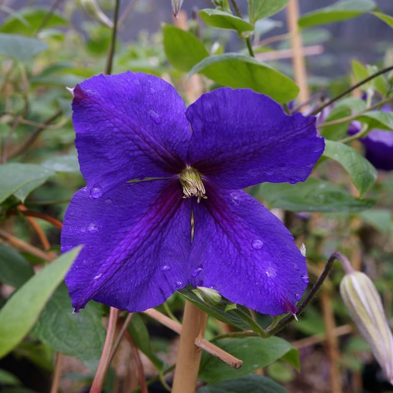 Deep Purple Clematis Vine Plant Live for Planting, Clematis Plant Live in 2.5 Inches Pot, Clematis Flowers Perennial