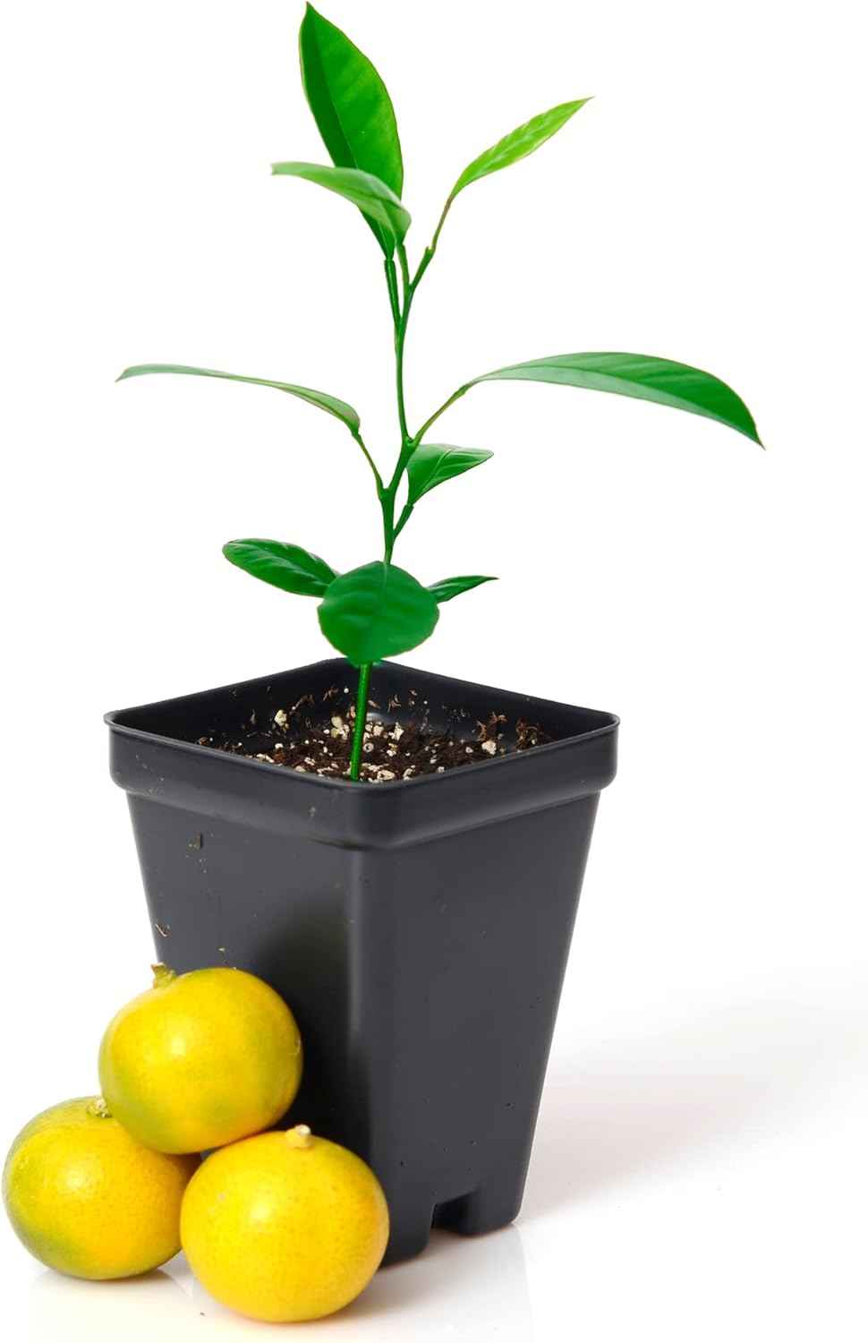 Calamondin Orange Tree Starter Plant. Citrus mitis. 3'' - 5''