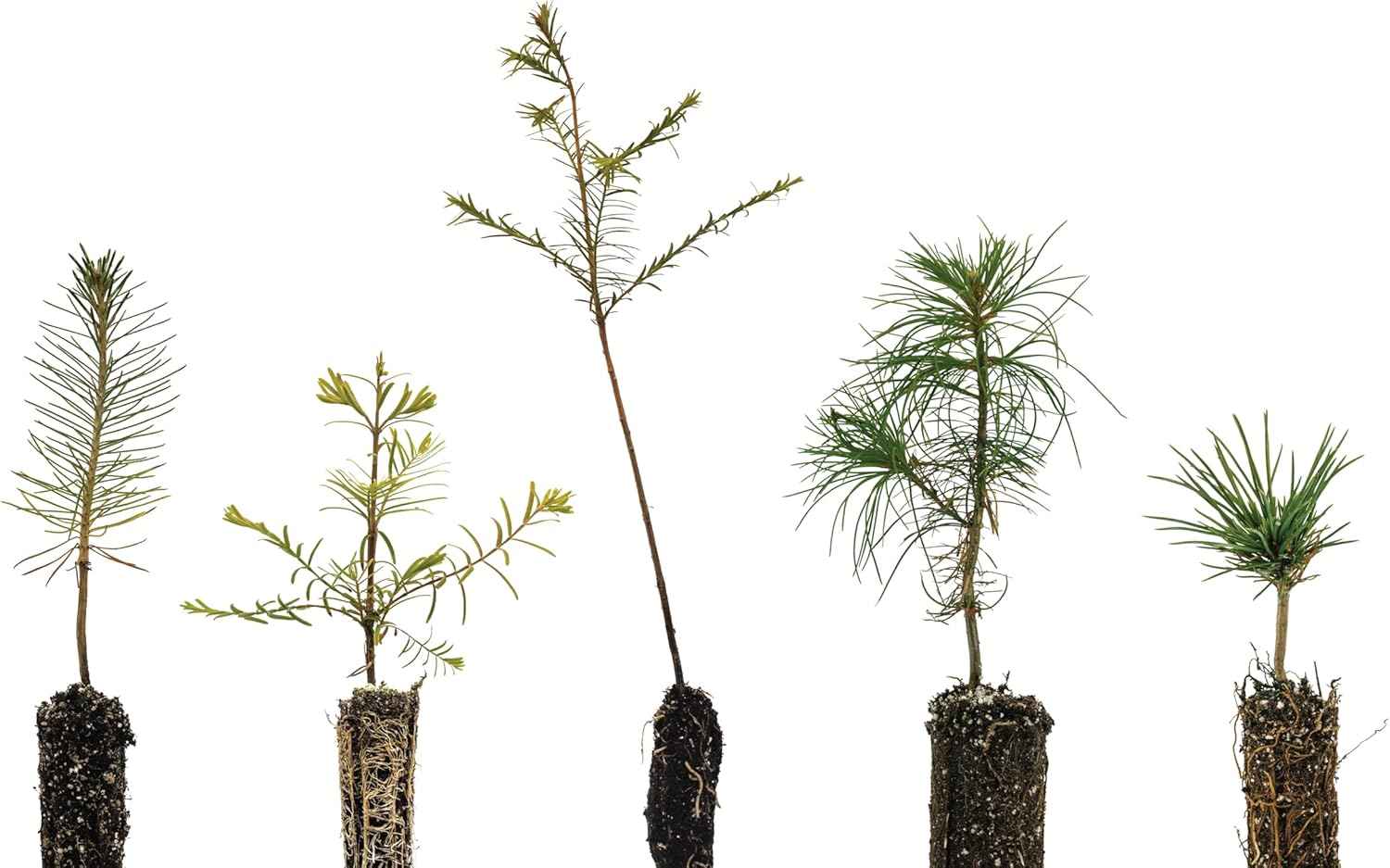 Bonsai Tree Bundle | Collection of 5 Live Tree Seedlings | The Jonsteen Company