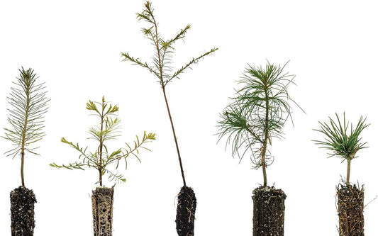Bonsai Tree Bundle | Collection of 5 Live Tree Seedlings | The Jonsteen Company