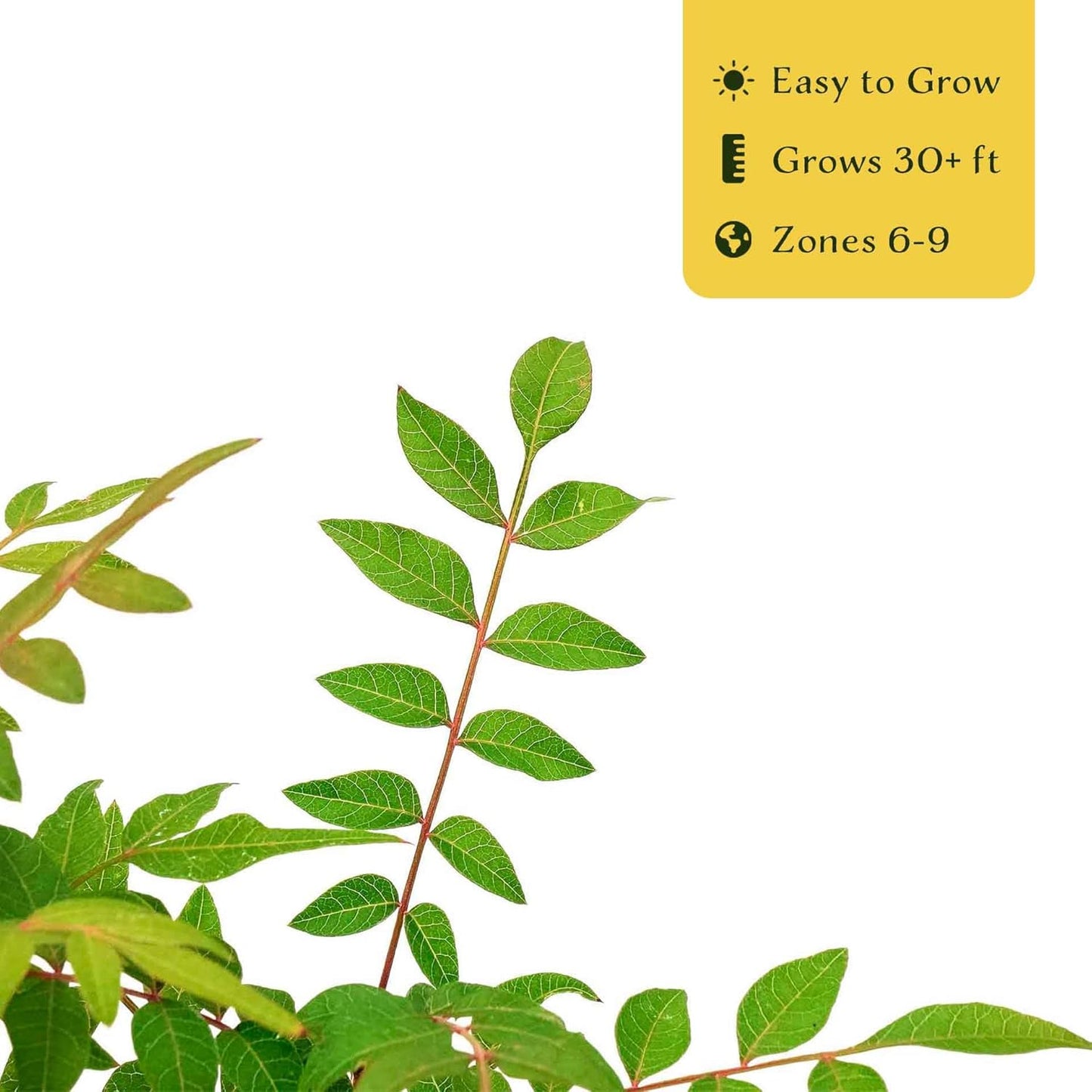 3 Chinese Pistache Tree Saplings (Pistacia chinensis) | Deciduous Ornamental Shade Tree with Fall Color & Upright Growth | 2.5” Nursery Cubes, Ready-to-Plant Live Starter Plants