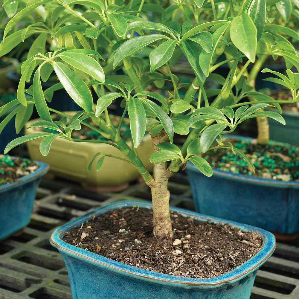 Brussel's Bonsai Live Hawaiian Umbrella Bonsai Tree - Small, 3 Year, 4 to 7 Inches Tall - Indoor Bonsai Tree with Bonsai Pot and Bonsai Tray