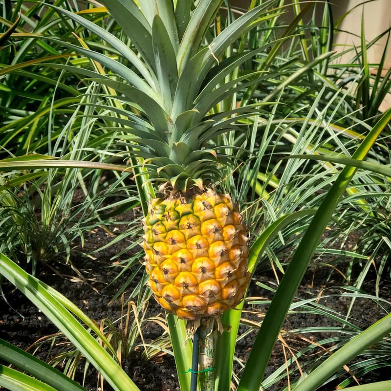 1 Gold Pineapple Plant Live for Planting, Sweet Pineapple Fruit Tree Live Plant 5 to 8 Inch Tall, Pineapple Starter Plants
