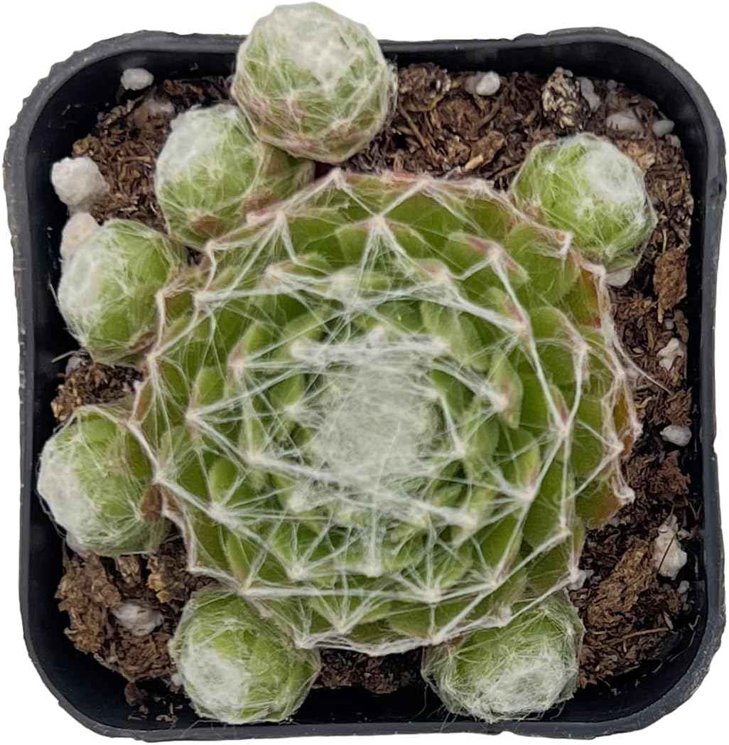 2" Live Succulent Sempervivum Arachnoideum, Fully Rooted Potted Plant, Easy Care & Drought Tolerant, Indoor Houseplant for Home Decor