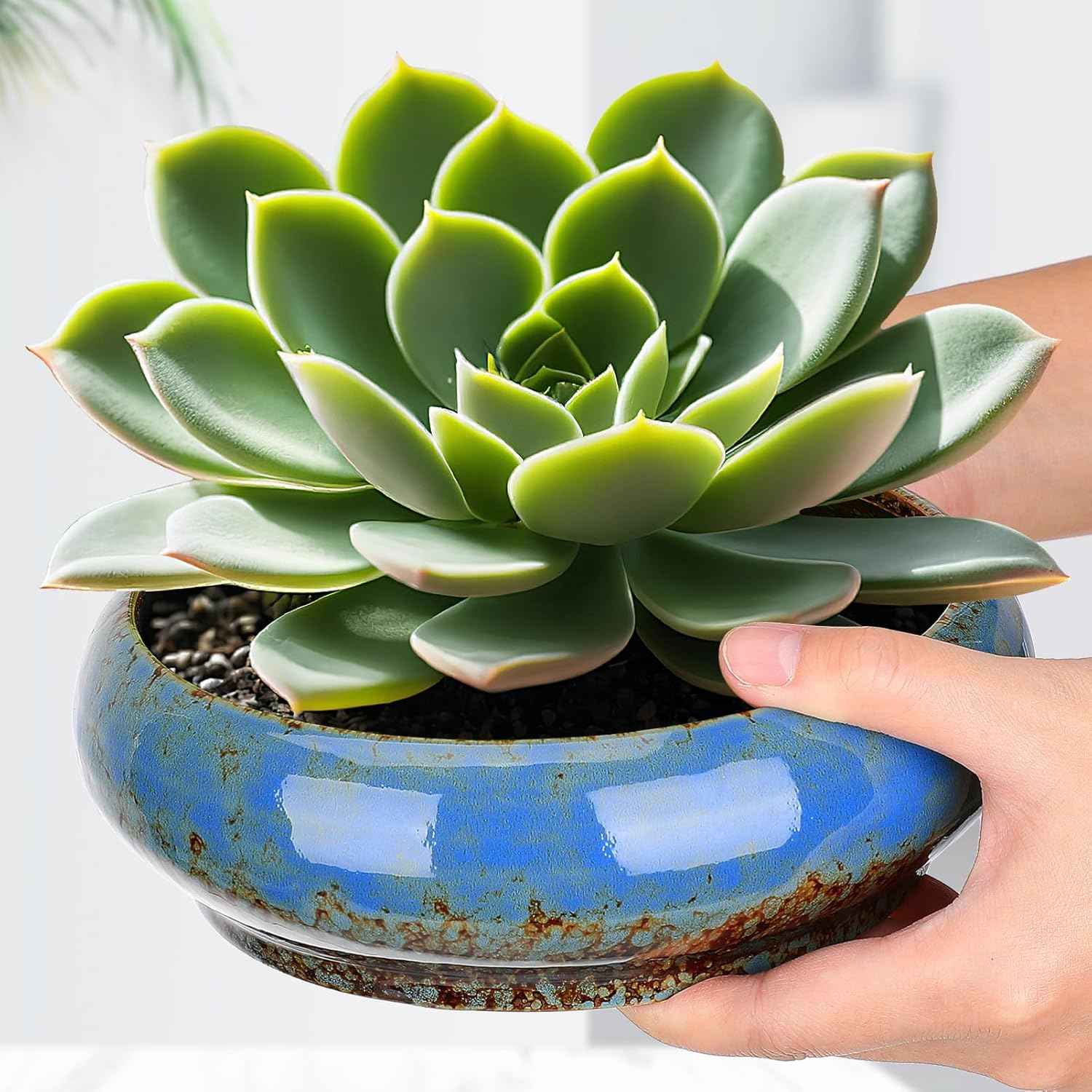 NUOBESTY Ceramic Hydroponic Plant Pot Indoor Succulent Planter for Water Lily and Narcissus Flower 7.3 Inch Decorative Bowl for Garden Balcony Table