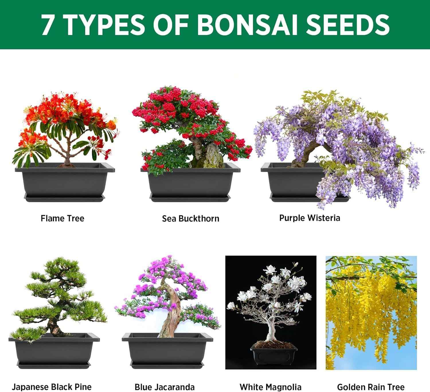 Bonsai Starter Kit – Japanese Bonsai Tree Kit 7 Seeds Pots – Complete Grow Your Own – Plant Lover Gifts Home Gifts for Men and Women