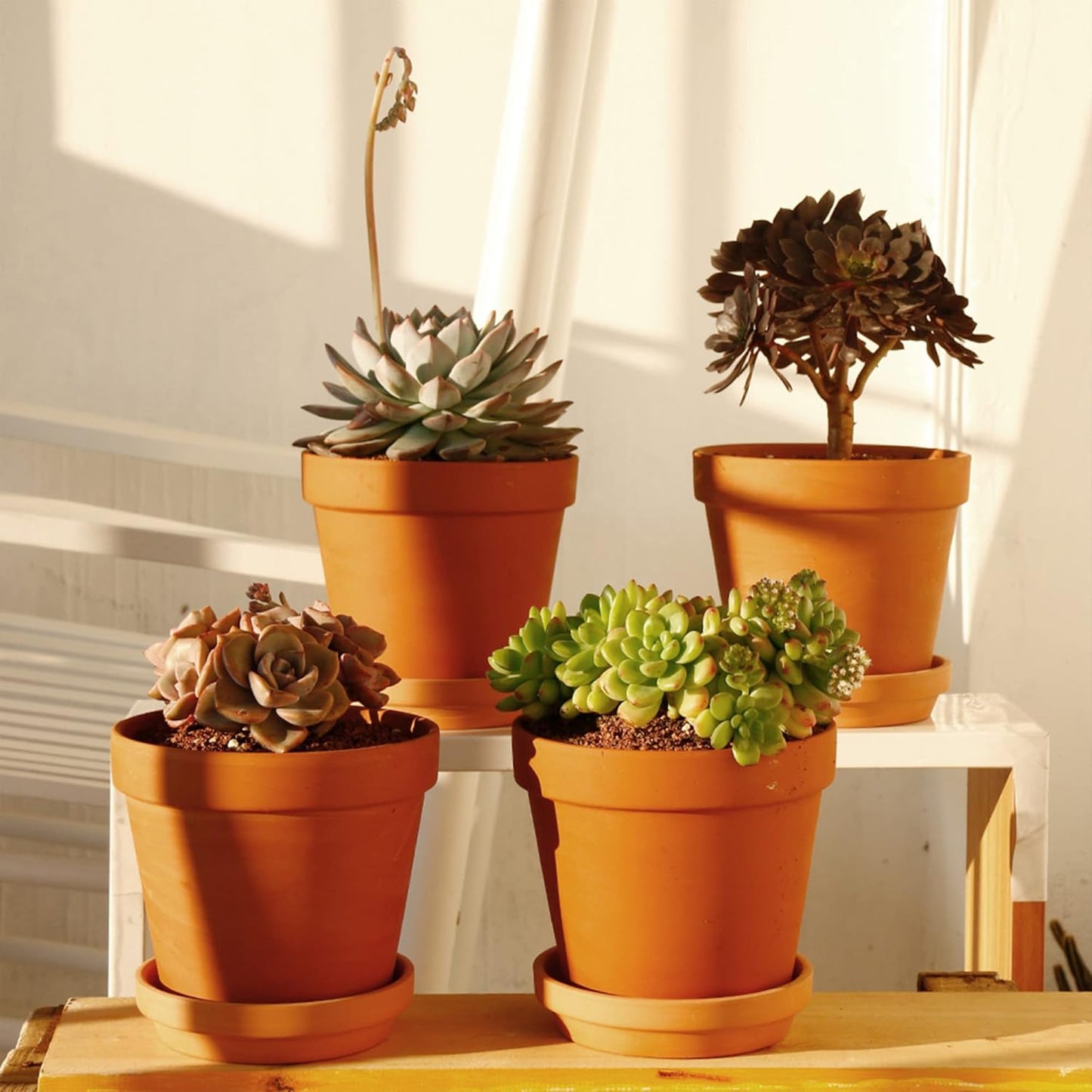 Yishang Large Terra Cotta Pots with Saucer- 6 Pack Large 6'' Terra Cotta Plant Pot with Drainage Hole, Flower Pot with Tray, Terracotta Pot for Indoor Outdoor Plant