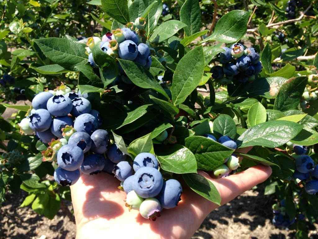 Bluecrop Blueberry Live Plant, Garden Ready