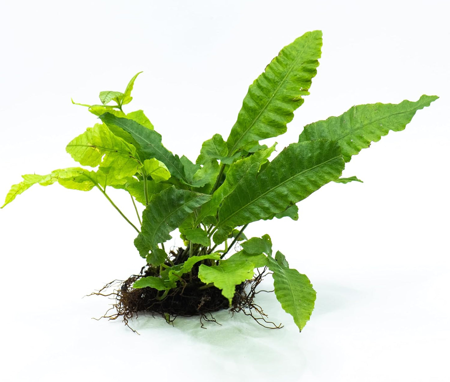 Java Fern Live Aquarium Plants – Windelov, Narrow Leaf & More– Easy Aquascaping Plants for Freshwater Tanks, Low Light, No CO₂ (Bolbitis Heteroclita on Nutripad)