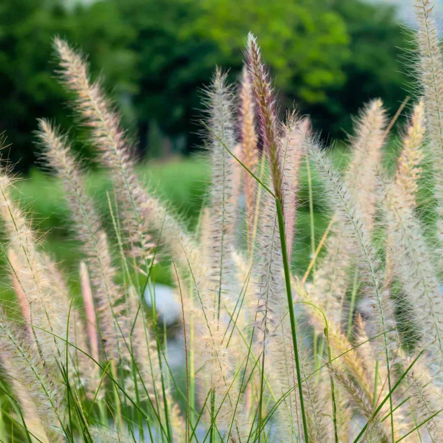 1 Ornamental Grass Plants Live Clumps - 8-12 Inc Tall - White Fountain Grasses Live Plants Perennial