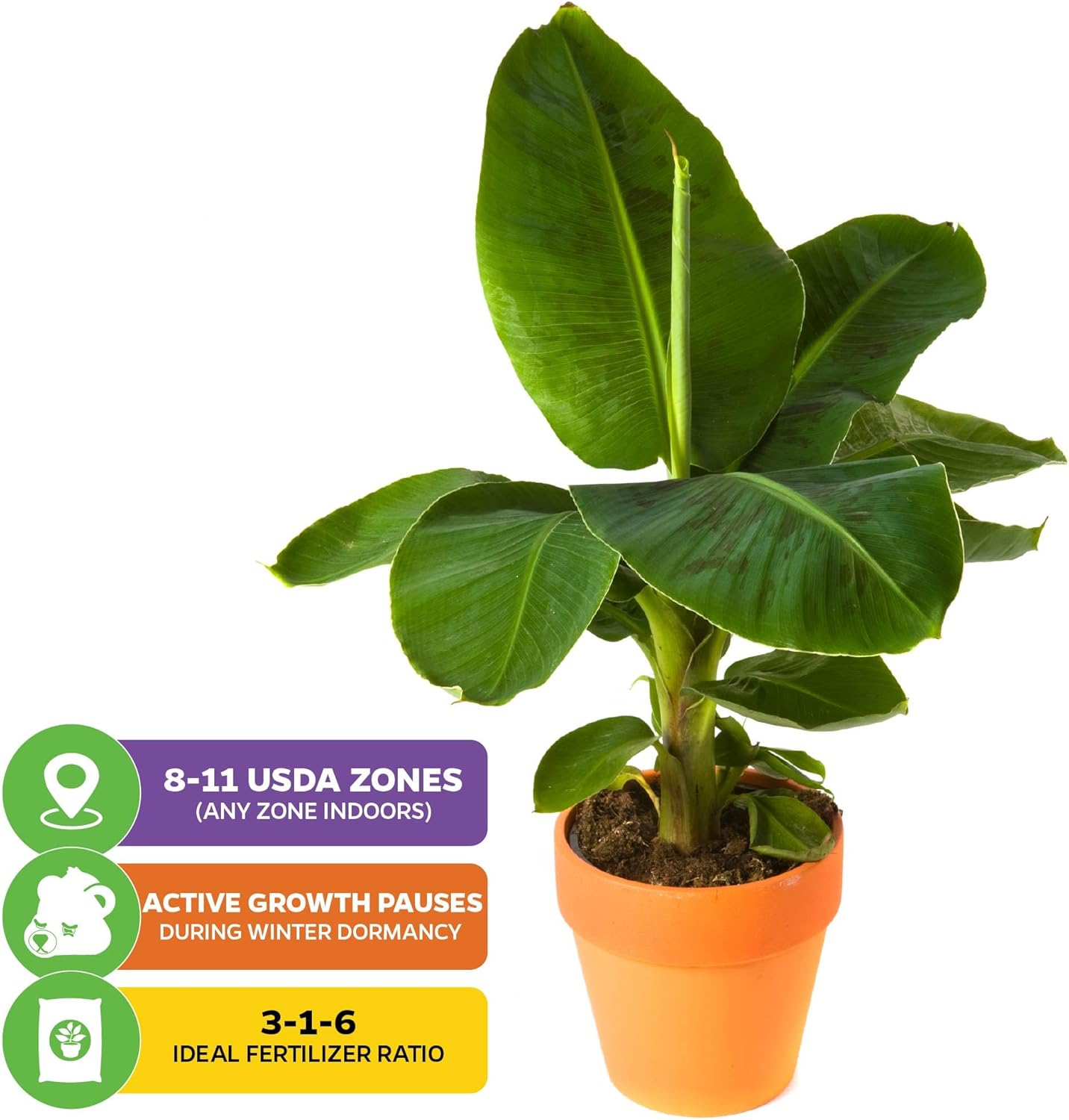 Tropicana Banana - Musa 'Tropicana' by Wellspring Gardens - Super Dwarf Cavendish Variety - Indoor and Outdoor Tropical Plant - Compact, Edible Bananas, Maroon/Purple Foliage (2-Pack)