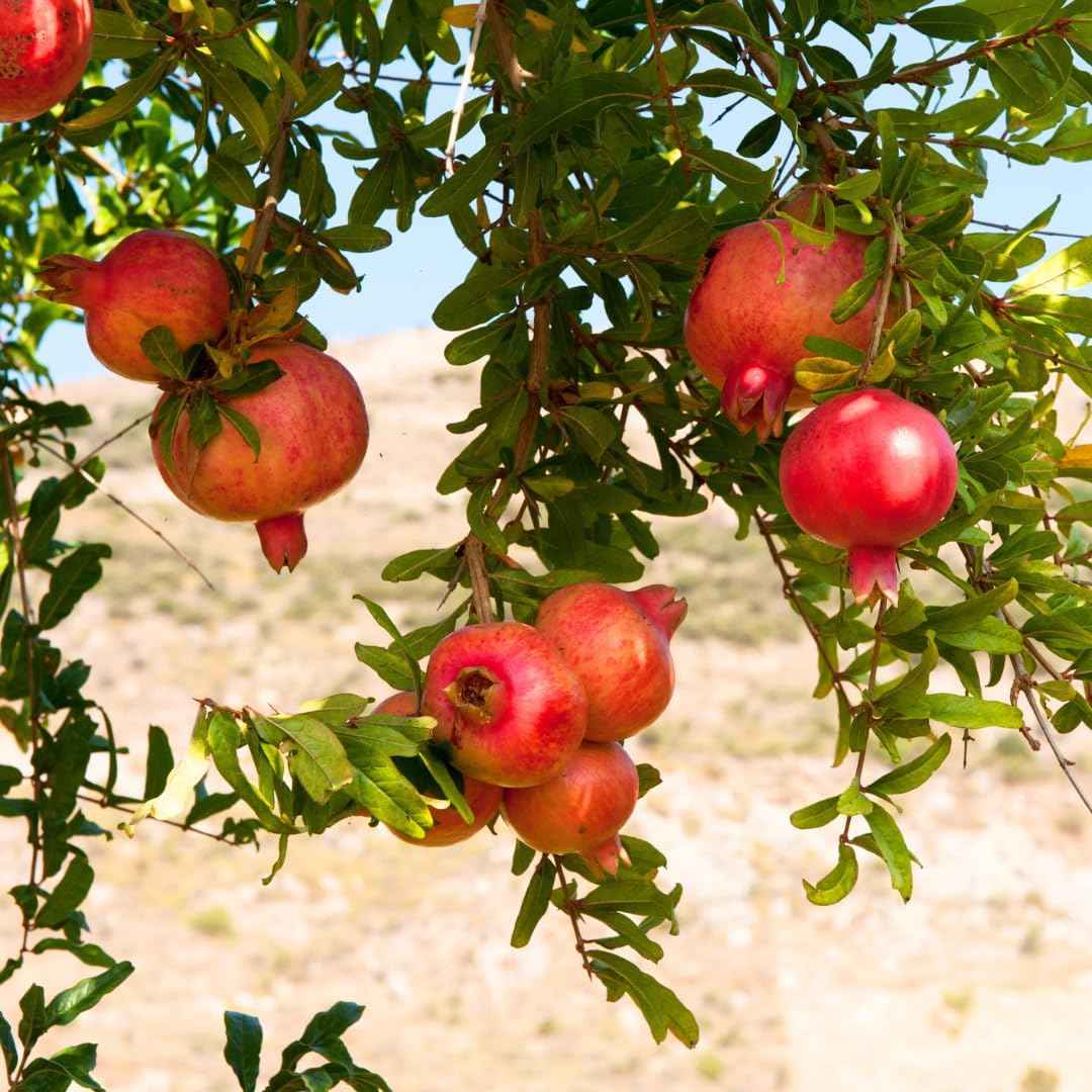 Sweet Pomegranate Tree Live Plant, Red Wonderful Pomegranate Tree Zone 8 to 11, Size 8 to 10 Inch Tall