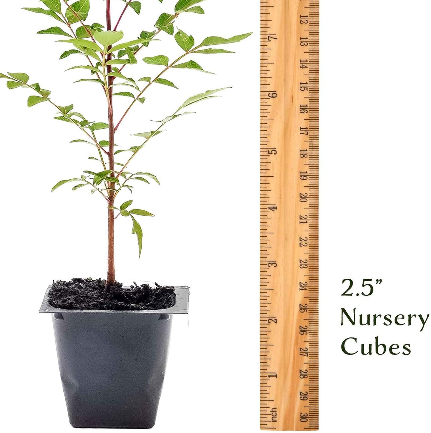 3 Chinese Pistache Tree Saplings (Pistacia chinensis) | Deciduous Ornamental Shade Tree with Fall Color & Upright Growth | 2.5” Nursery Cubes, Ready-to-Plant Live Starter Plants
