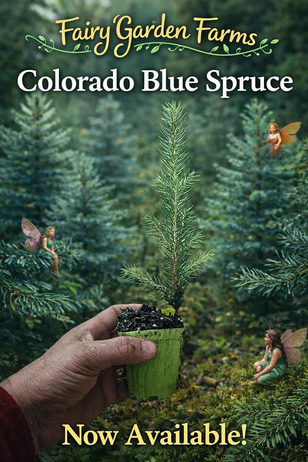 Colorado Blue Spruce Live Tree Seedling, San Juan Variety, 1 Year Old, 3-Inch Pot, Light Blue-Green