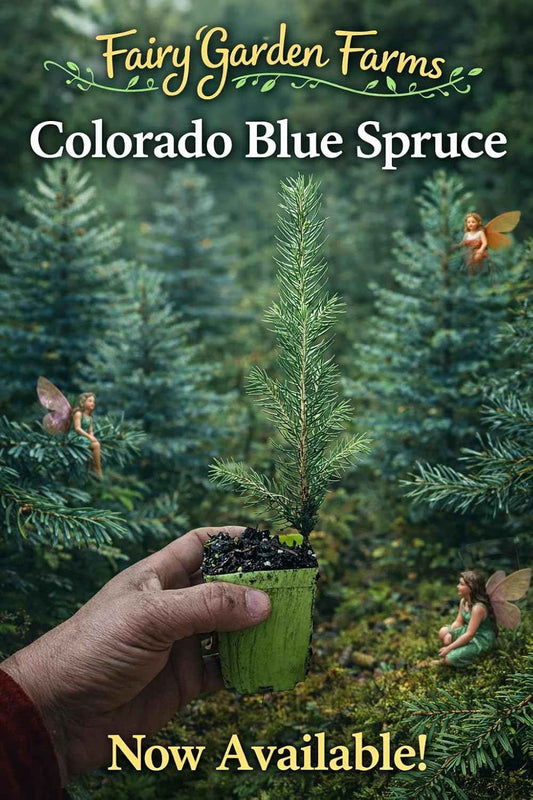 Colorado Blue Spruce Live Tree Seedling, San Juan Variety, 1 Year Old, 3-Inch Pot, Light Blue-Green