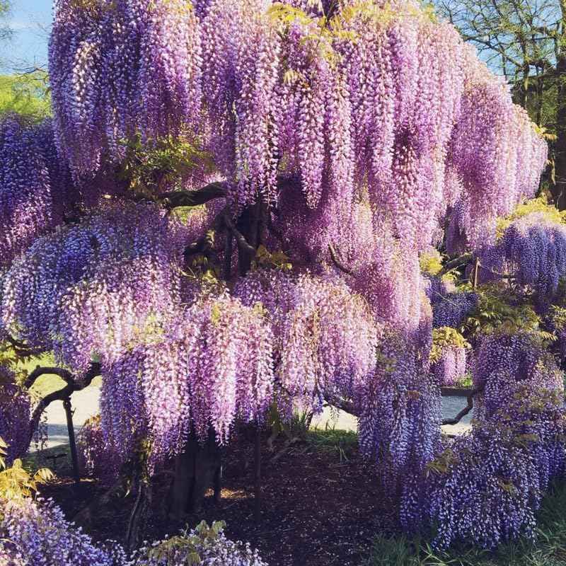 Purple Wisteria Live Plant, Wisteria Tree, 6 to 12 Inch Plant in Pot, Fully Rooted, Hardy Perennial Flower Plants, Dormant in Winter