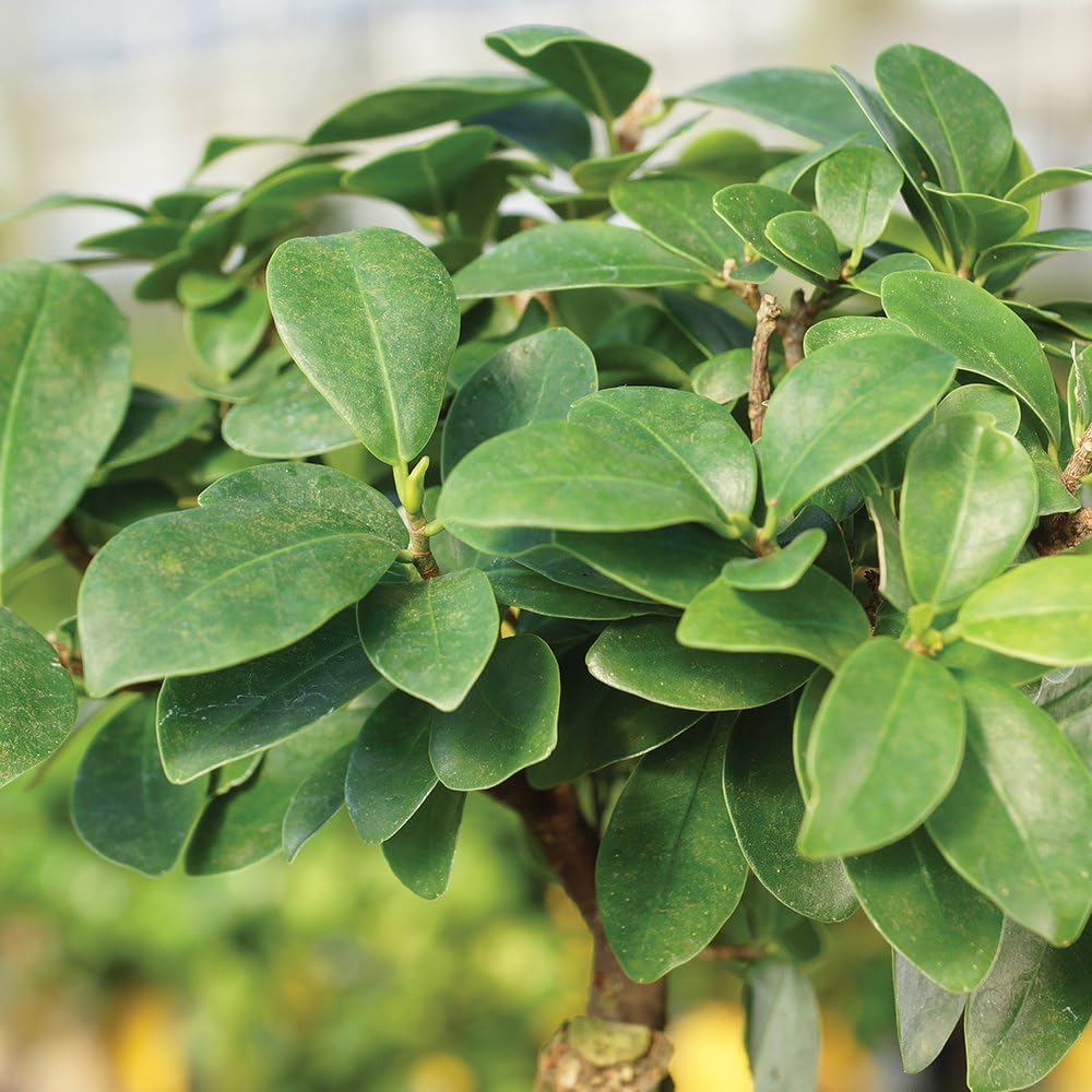 Brussel's Bonsai Live Ginseng Grafted Ficus Indoor Bonsai Tree - Small, 4 Years, 6 to 8 In - Live Bonsai Tree in Ceramic Bonsai Pot and Humidity Tray