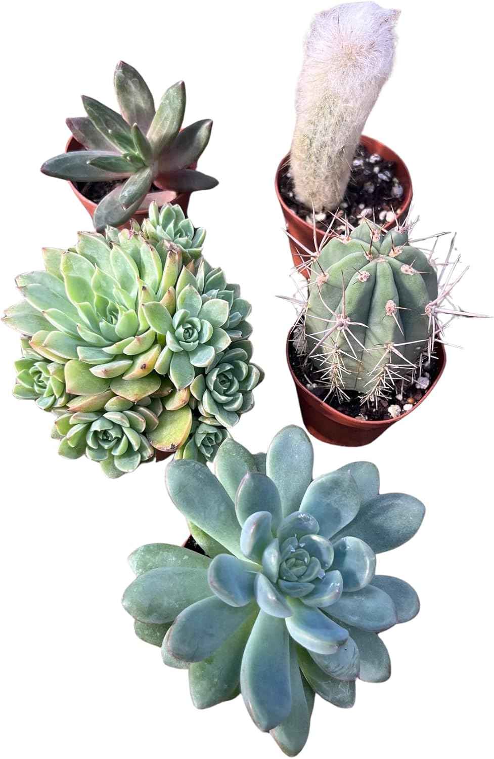 Instant Cactus/Succulent Collection - 5 Plants -Terrarium/Fairy Garden- 2" pots