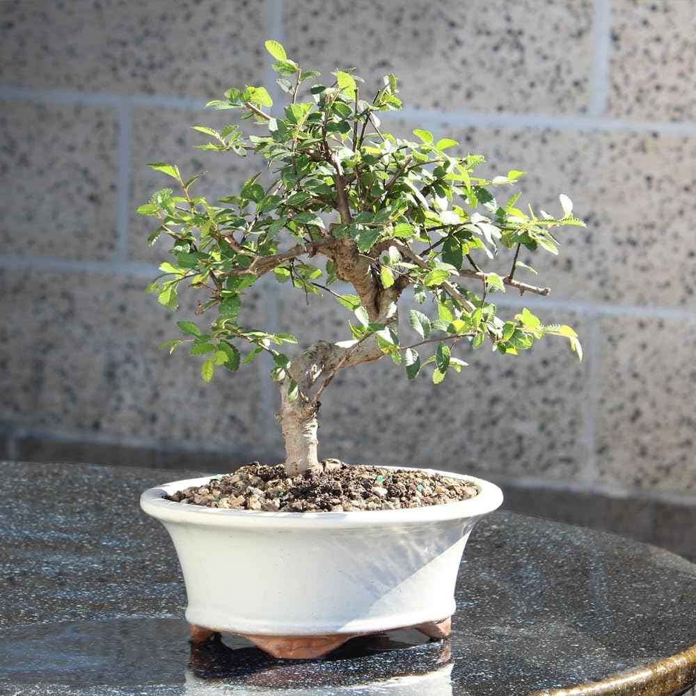 Brussel's Bonsai Live Chinese Elm Bonsai Tree, Outdoor - Medium, 7 Years Old, 8 to 10 inches Tall - Includes Decorative Ceramic Bonsai Pot